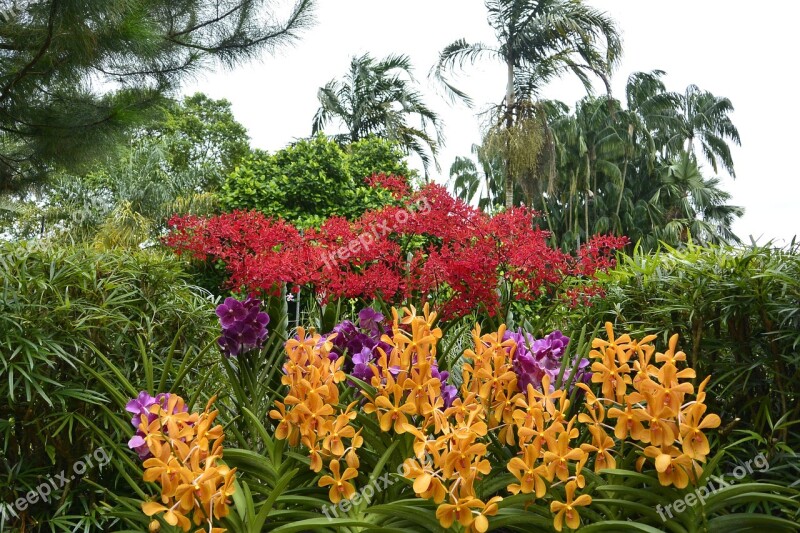 Orchids Singapore Botanical Garden Free Photos