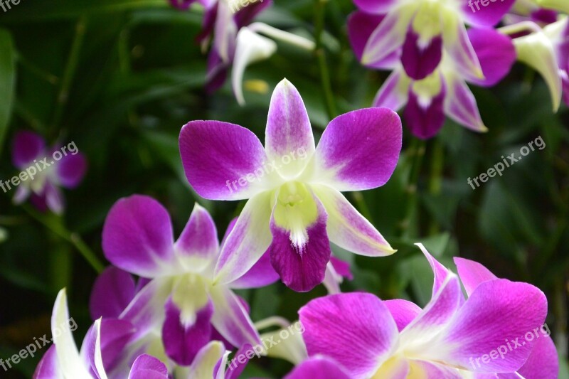 Orchids Singapore Botanical Garden Purple Flowers