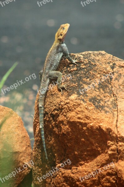 The Lizard Blue Kenya Africa Animal