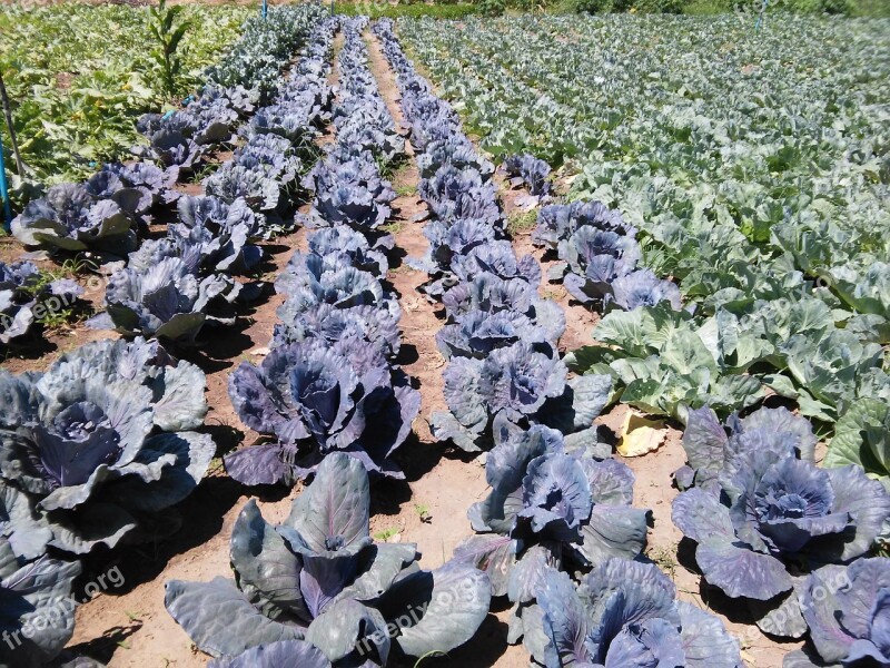 Cabbage Horta Horticulture Planting Juazeiro North