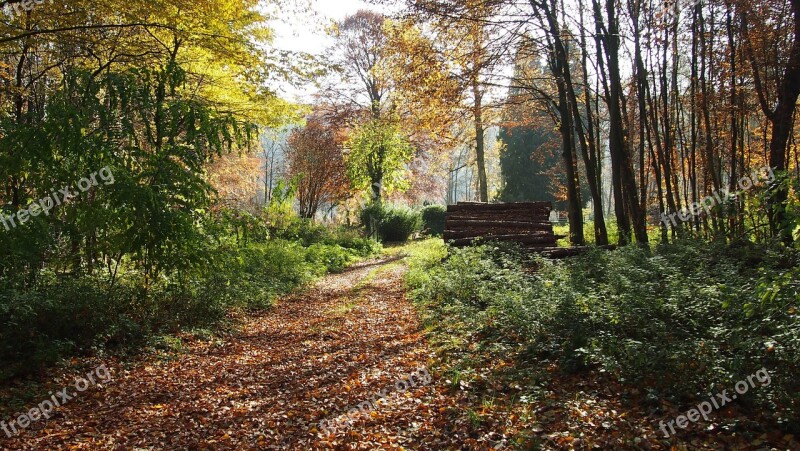 Forest Autumn Shadow Trees Fall Foliage