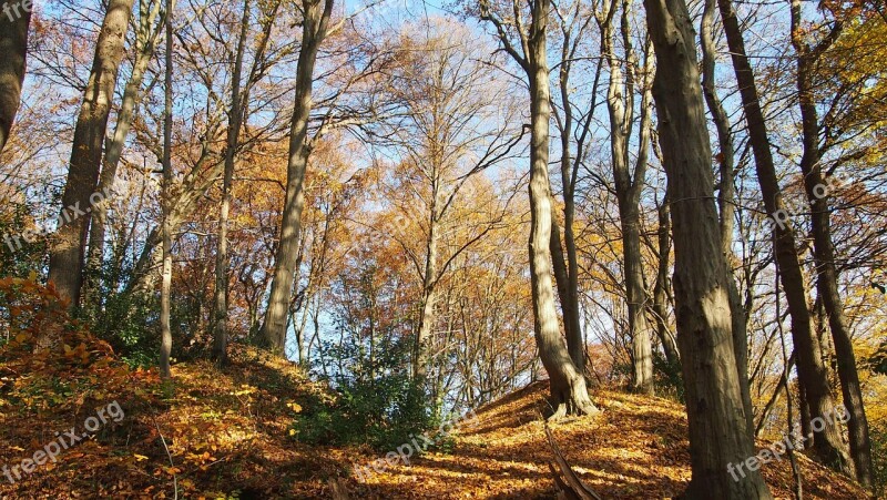 Forest Autumn Shadow Trees Fall Foliage