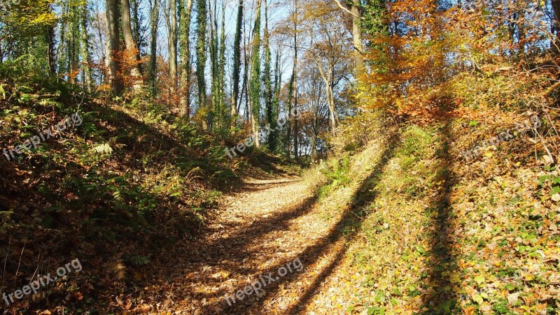 Forest Autumn Shadow Trees Fall Foliage