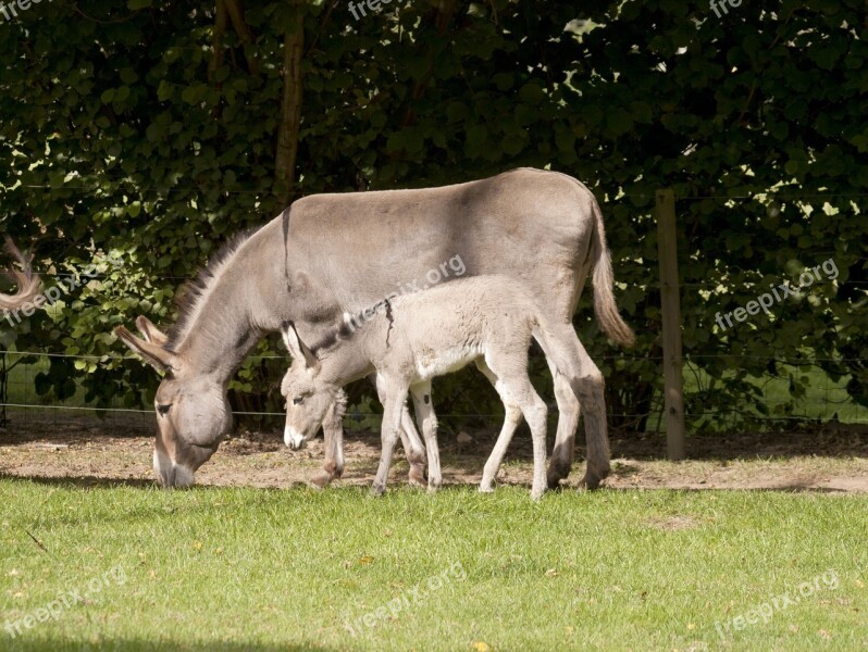 Donkey Colt Mother Petit Free Photos