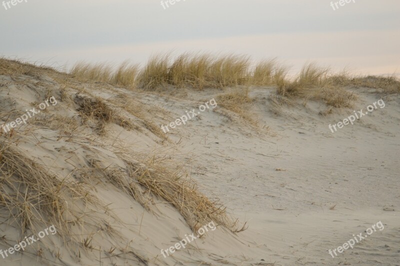 Sand Beach Dunes Plant North Sea