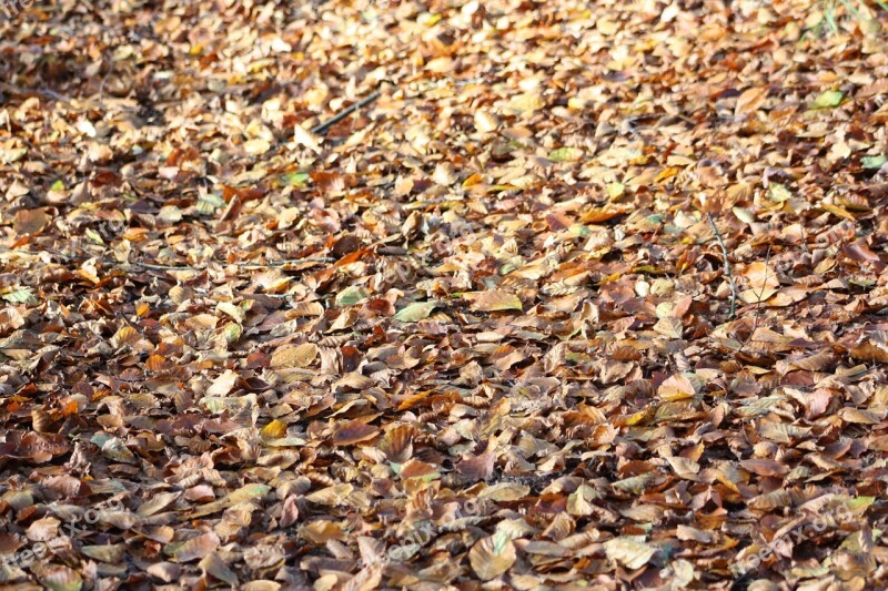 Autumn Leaves Foliage Defoliation Natural