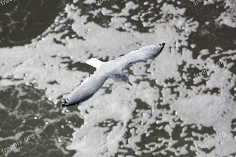 Seagull Bird Cable Fly Water