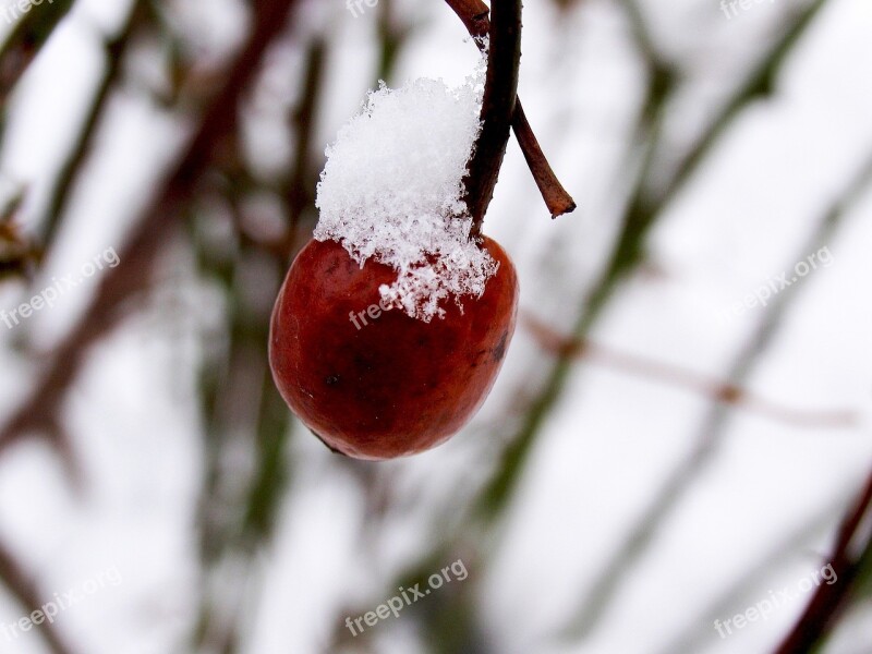 Berry Red Fruits Bush Branch Red