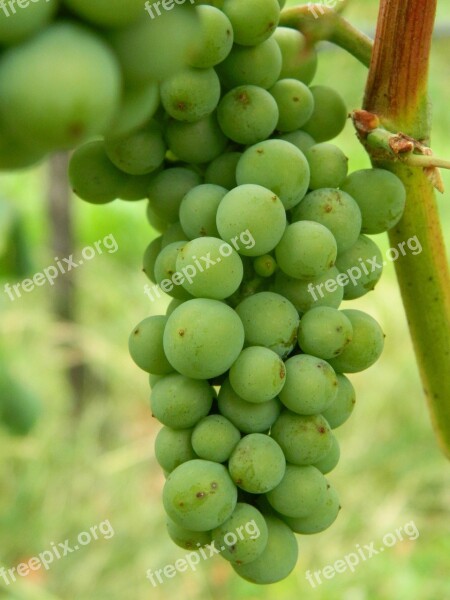 White Grapes Bunch Of Grapes Immature Sour White