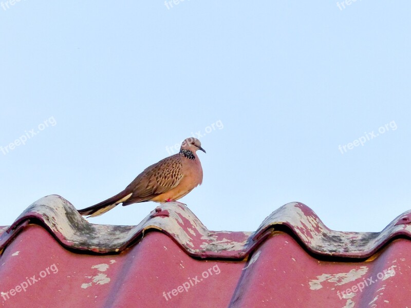 Dove Bird Sky Roof Freedom