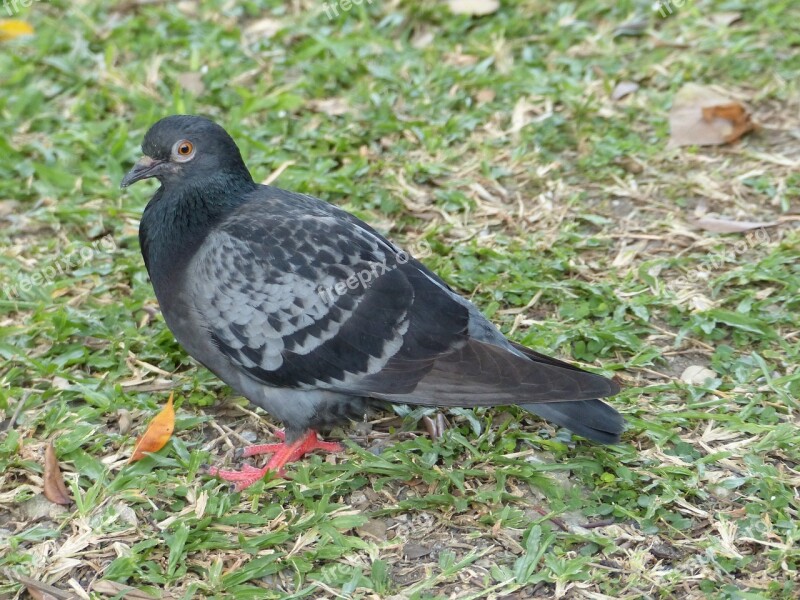 Bird Animal Nature Wild Rock Pigeon