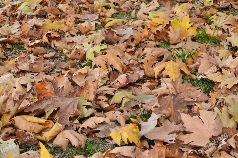 Autumn Leaves Dry Leaves Yellow The Leaves Are