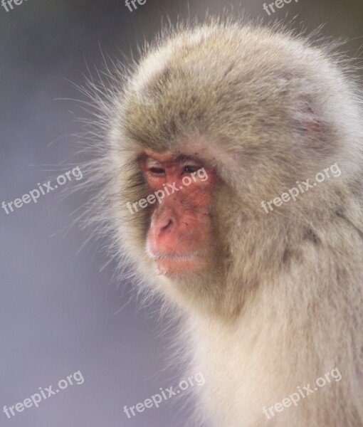 Monkey Japanese Macaque Snow Monkey Nature Primate