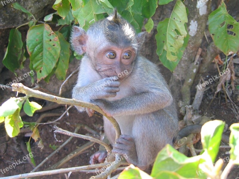 Monkey Baby Japanese Macaque Snow Monkey Nature