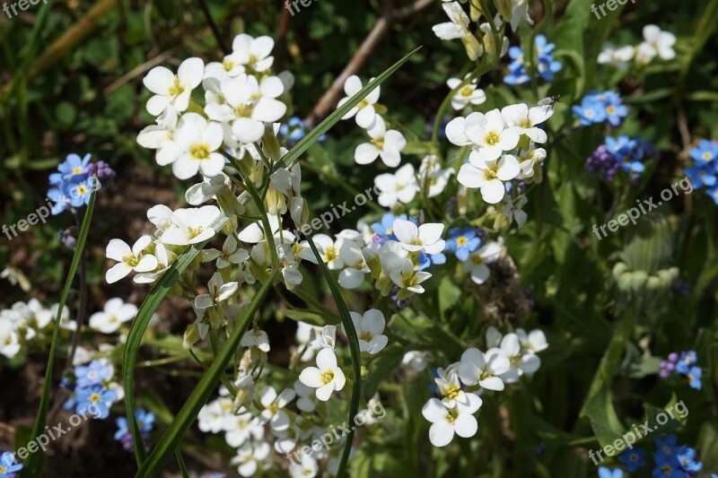 Garden Flowers Forget Me Not Nature Flowers Close Up