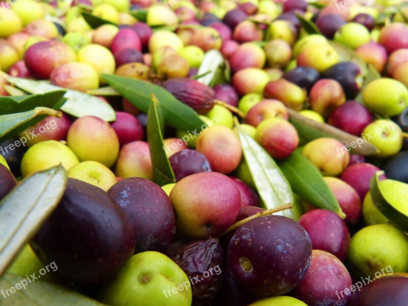 Olives Olivas Arbequina Harvest Free Photos