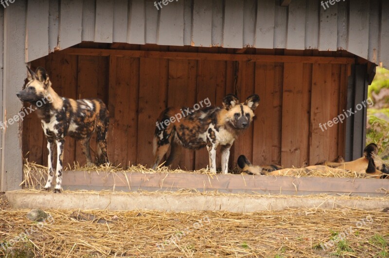 Wild Dogs Animals Zoo Free Photos