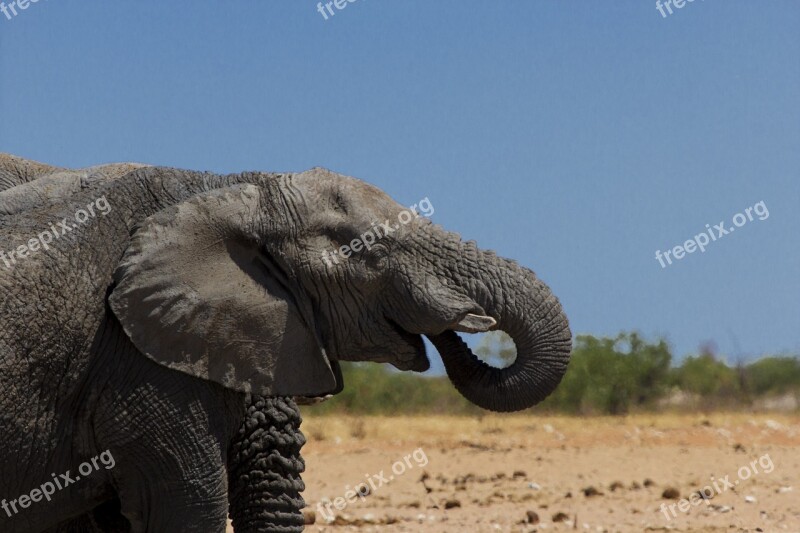 Elephant Animal Wild Nature Mammal