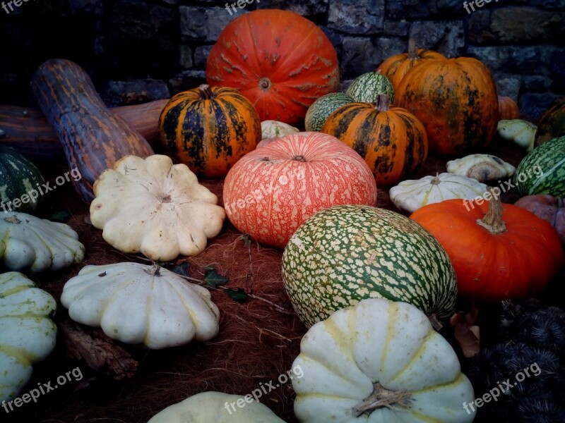 Pumpkins Squash Cucurbits Plants Fruits