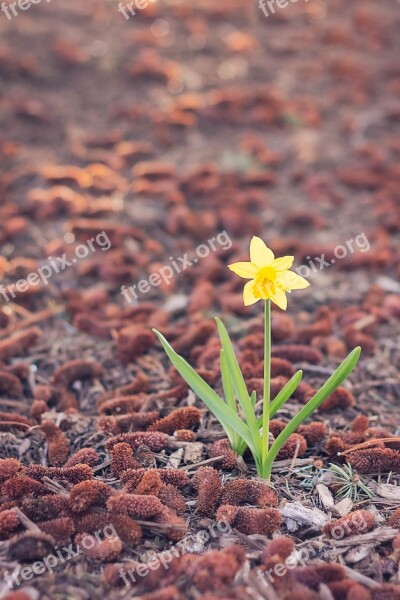 Daffodil Alone Flower One Single