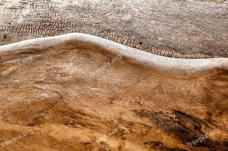 Tree Trunk Wood Texture Background