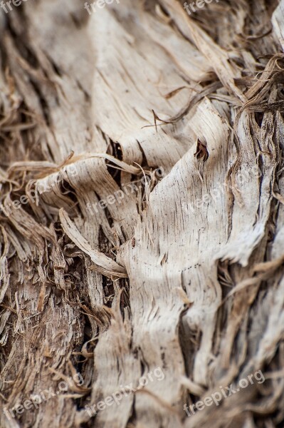 Tree Texture Wood Paper Strips