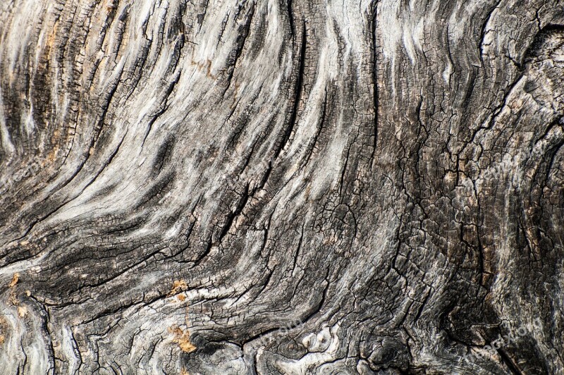 Tree Bark Wood Texture Background Grey Drab