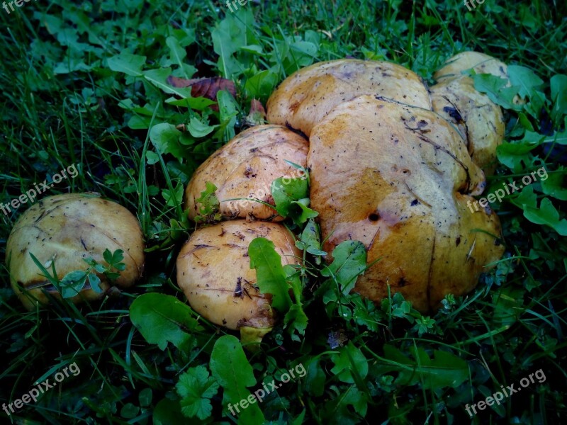 Mushrooms Moisture Grass Fungi Forest