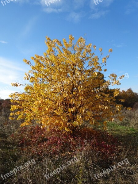 Bush Foliage Autumn Collapse Yellow