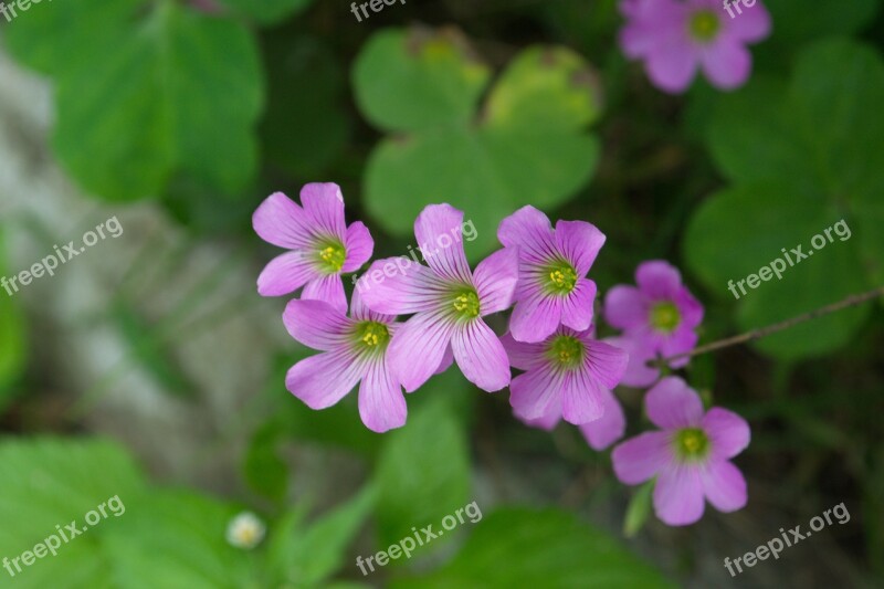 Flowers Summer Nature Plant Day