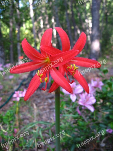 Red Añañuca Rhodophiala Phycelloides Mountain Flower Native Chilean Free Photos