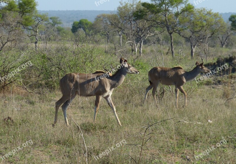 Kudu South Africa Safari Tourism Africa