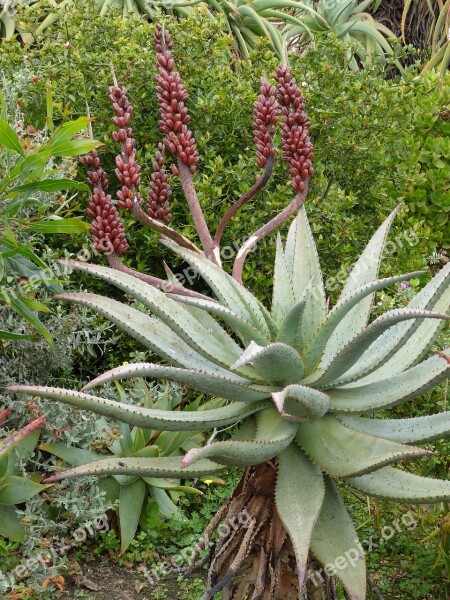 South Africa Africa Plant Aloe Aloe Vera