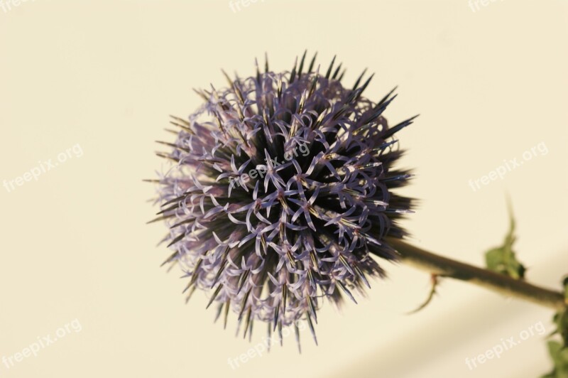 Thistle Blossom Bloom Silver Thistle Flower