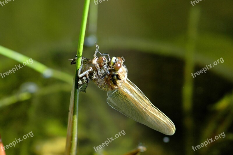 Dragonfly Hatching Insect Garden Pond Dragonfly Macro