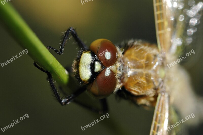 Dragonfly Hatch After Macro Insect Animal