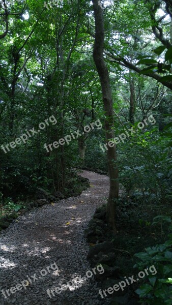 Gil Forest Road Trail Jeju Free Photos