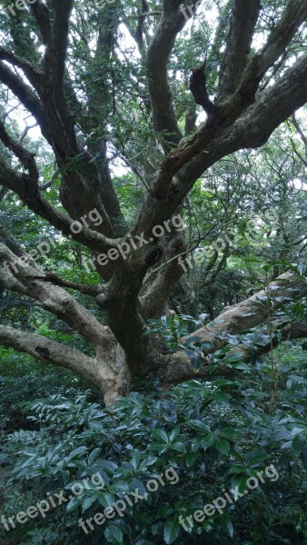 Wood Arboretum Landscape Nature Blue