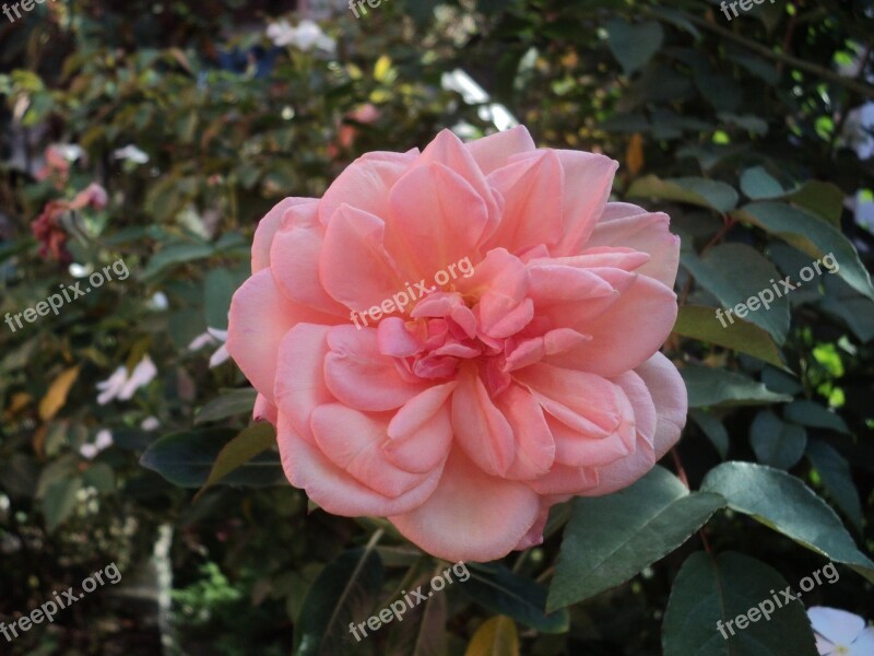 Garden Roses Flowers Nature Rose Bush