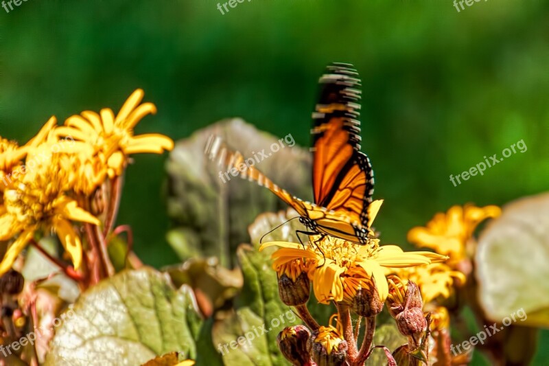 Butterfly Garden Nature Flower Blossom