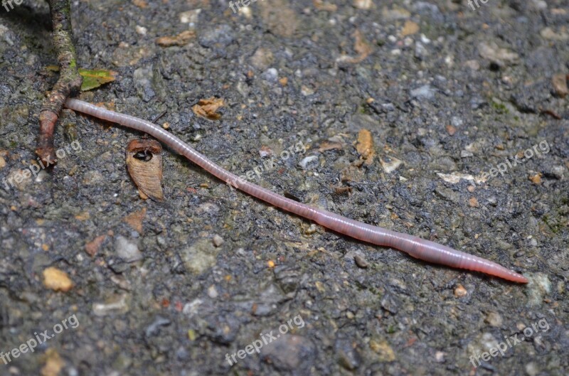 Worm Earthworm Pink Long Thin