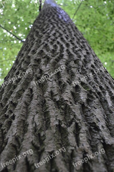 Tree Log Sky Bark Nature