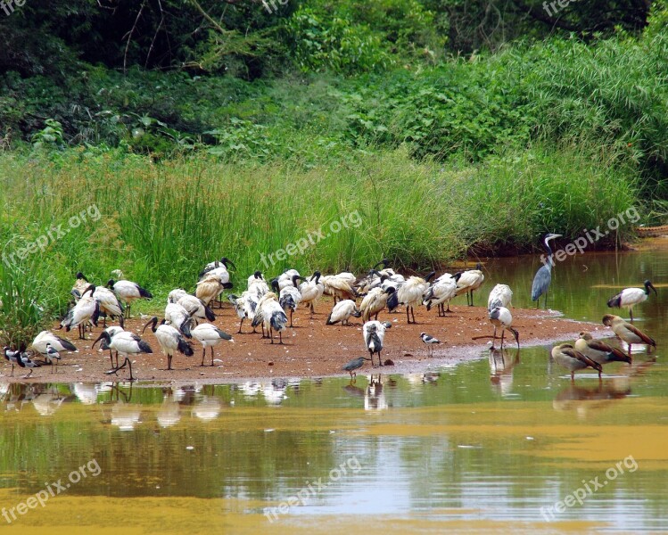 South Africa Backwater Birds Ibis Heron