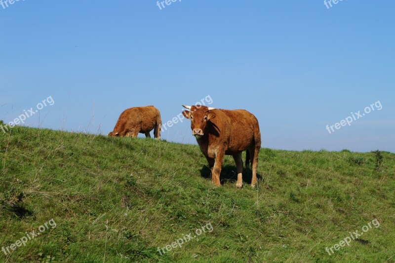 Cow Animals Cattle Agriculture Field