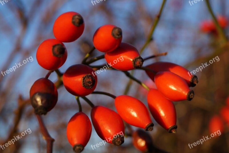 The Rosehip Fruits Rose Hips Autumn Fruits Macro Free Photos