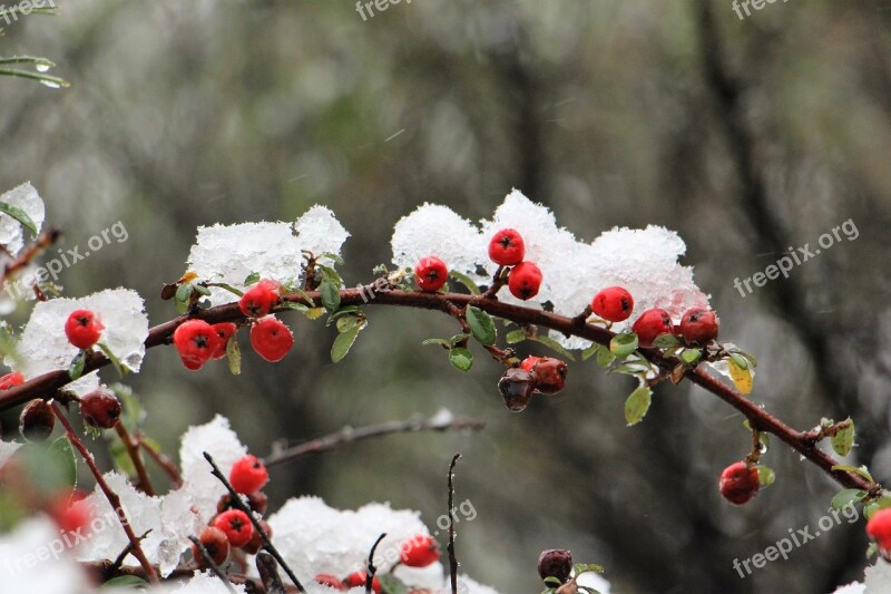 Winter Snow Red Plant Snow Berry