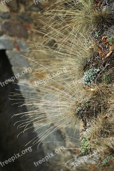 Grass Dry Nature Dry Grass Halm