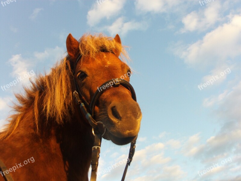 Horse Pony Ride Grass Female