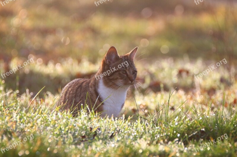 Cat Kitten Morgentau Meadow Grass