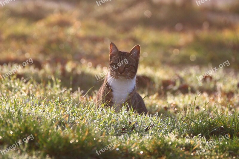 Cat Kitten Morgentau Meadow Grass